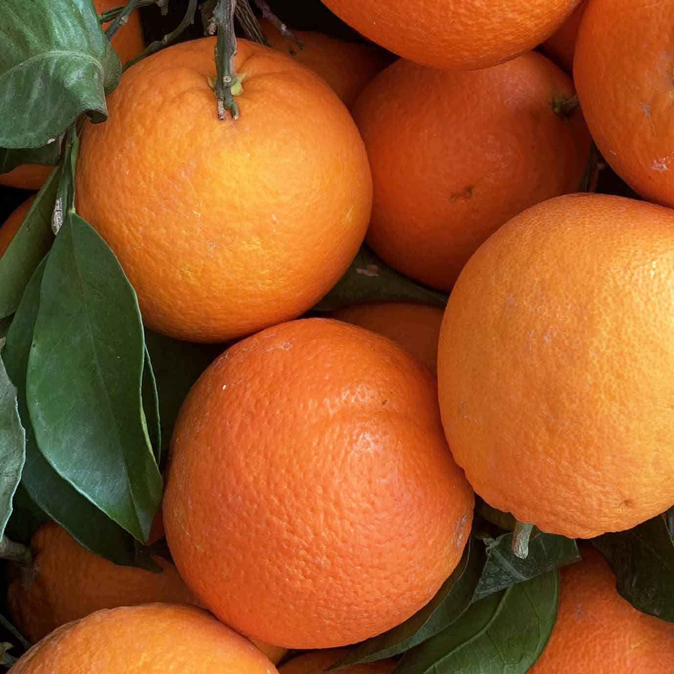 Orange Ora